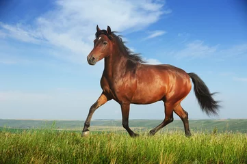 Foto auf Acrylglas Schönes braunes Pferd im Trab © dozornaya