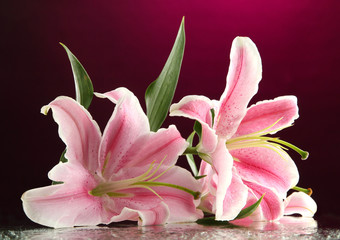 Obrazy na Szkle  beautiful lily, on pink background