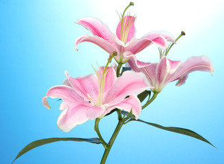 beautiful pink lily, on blue background