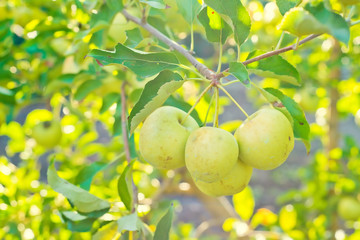 Green apples on a tree