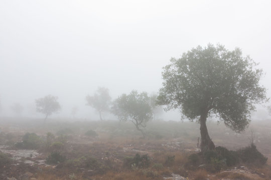 Fototapeta Some olive trees isolated in the fog