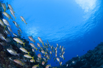 Fototapeta na wymiar Błękitne morze i stado żółtych goatfish