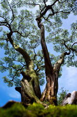 Bonsai plant