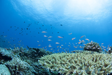 Fototapeta na wymiar Stada małych ryb i koralowców i słońce