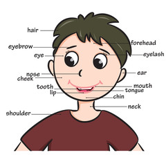 Cartoon child. Boy. Vocabulary of face parts.