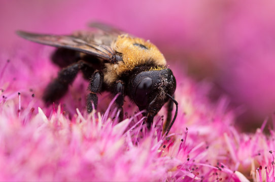 Bee 5