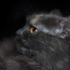 Portrait of a cat in profile