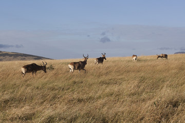 Antelope African safari in Kenya