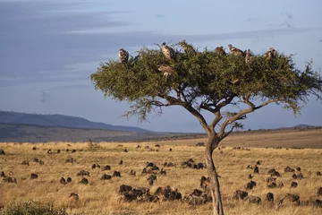 Zelfklevend Fotobehang landscape of the savannah in Kenya © enrico113