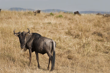 Blue wildebeest in Kenya