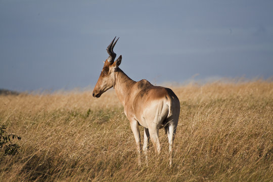 Fototapeta Antelope African safari in Kenya