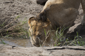 African Lion in Kenya