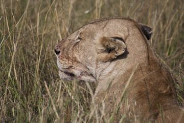 African Lion in Kenya