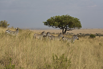Fototapeta na wymiar Nr konta i Zebra