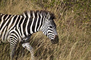 Fototapeta na wymiar Nr konta i Zebra