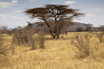 landscape of the savannah in Kenya