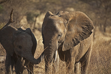 African elephant in Kenia