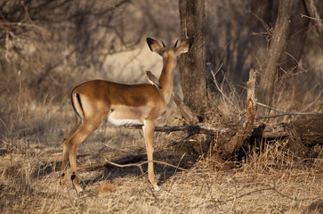 Impala antelope in Kenya