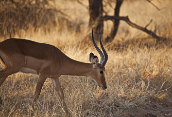 Impala antelope in Kenya