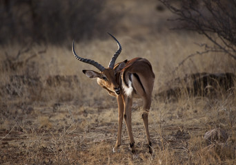 Impala antelope in Kenya