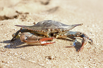 crabs,turkey,beach