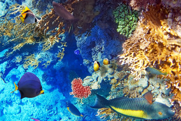Coral and fish in the Red Sea.Egypt