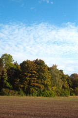 Naklejka premium Edge of forest.