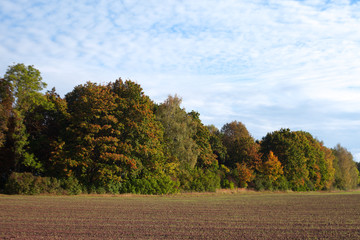 Edge of forest.