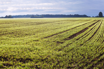 Germination of wheat.