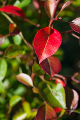 Leaves in autumn.