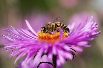 Bee and fower.