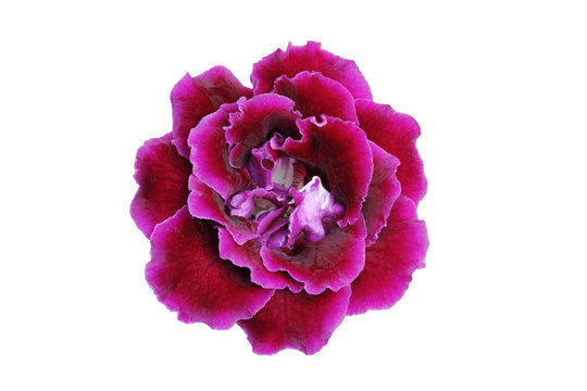Purple-Pink gloxinia flower