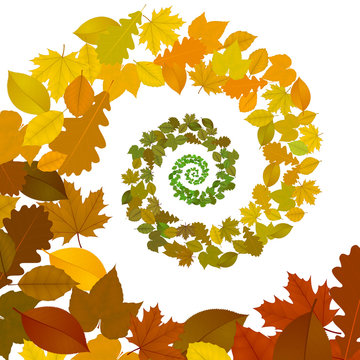 Feuilles dans la spirale des saisons