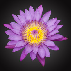 Violet lily isolated on the black background