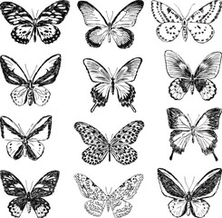Fototapeta na wymiar ręcznie rysowane motyle