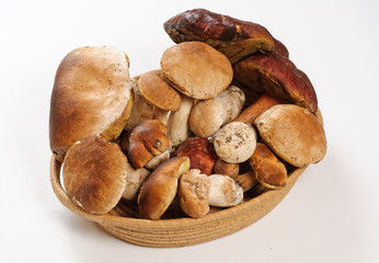 Funghi porcini - Porcini mushrooms