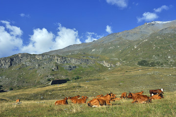 Limousin (Rind)