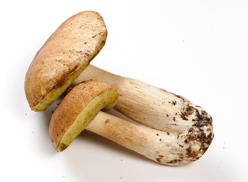 Funghi porcini - Porcini mushrooms
