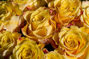 Nahaufnahme von Rosen