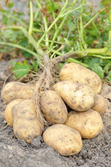 Клубни картофеля