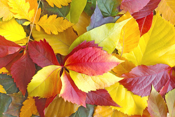 Colorful leaves on the ground