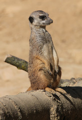zoo,erdmännchen