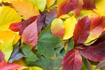 Colorful  leaves on the ground