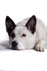 Schwarz-Weißer Hund mit Kopf am Boden