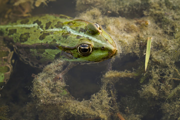 green frog
