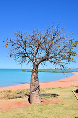 Ein Baobab-Baum in der Nähe eines Strandes