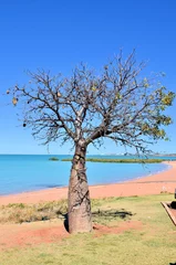 Fototapete Baobab Ein Baobab-Baum in der Nähe eines Strandes