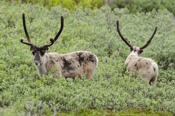 Ren, Reindeer, Rangifer tarandus