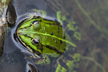 Grüner Frosch -Makroaufnahme