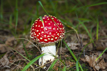 Red Mushroom